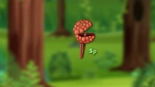 Fern's life cycle