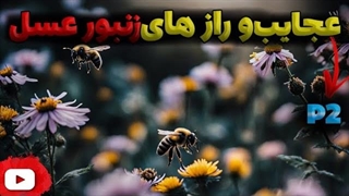نگاهی عمیق به جهان زنبور عسل