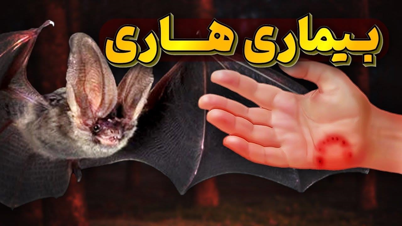 هاری بیماری خطرناکی که فقط 6 نفردر طول تاریخ از آن زنده بیرون آمدند