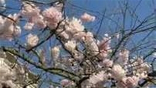 رمان افسانه_ی فارِلین☯︎ پارت 6