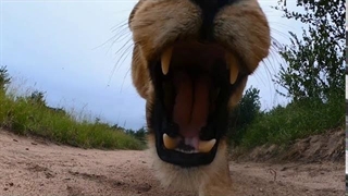 شیرهای وحشی دوربین را دزدیدند و با آن فرار کردند!