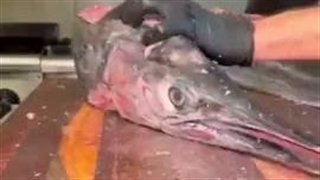 شمشیر ماهی با اشکان صادقی