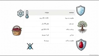 نهال زغال اخته محلی+ راهنمای خرید و کاشت