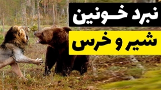 نبرد خرس و شیر / تیکه تیکه کردن هم دیگه رو