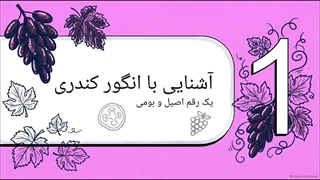 بررسی شرایط کاشت و پرورش نهال انگور کندری