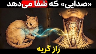 راز تاریک گربه‌ها؛ فرکانس مرموزی که بدن انسان را از درون بازسازی می‌کند!