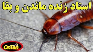 سوسک موجودی که 350 میلیون سال روی زمینه و خیال خداحافظی هم ندارد