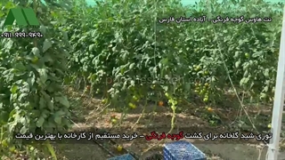 توری شید گلخانه گوجه در آباده | 09177587632 خرید مستقیم توری شید از تولیدکننده