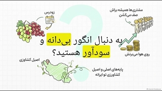 معرفی نهال انگور عسگری+ شرتیط کاشت