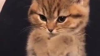 بچه ها لطفا کپ رو بخونید و بعدش برید توی کامنتا