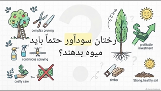 راهنمای جامع معرفی و خرید نهال صنوبر نیگرا