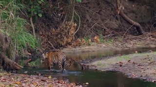 مستند گربه‌های وحشی تایلند با دوبله‌ی فارسی؛ Thailand’s Wild Cats 2021