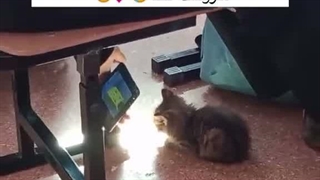 پیشیییی کوچولووووو