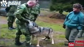 حملات گرگهای چشم مشکی وحشی باغ وحشی به بچه های باغ وحشی (✿◠‿◠)～❤