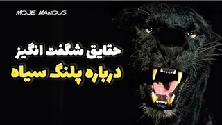 حقایق شگفت انگیز درباره پلنگ سیاه