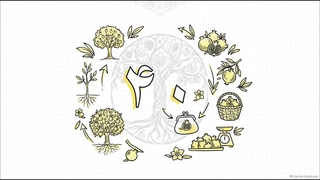 بررسی و معرفی نهال انار شیراز و شرایط کاشت نهال