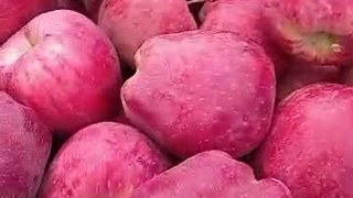 سیب